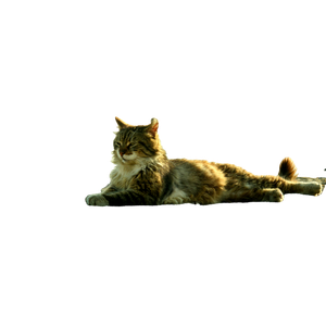 A Relaxed Cat Lying On Rocky Seaside Terrain In KadıKöY, İStanbul, During Daytime. 15823 - Cat PNG image with transparent background